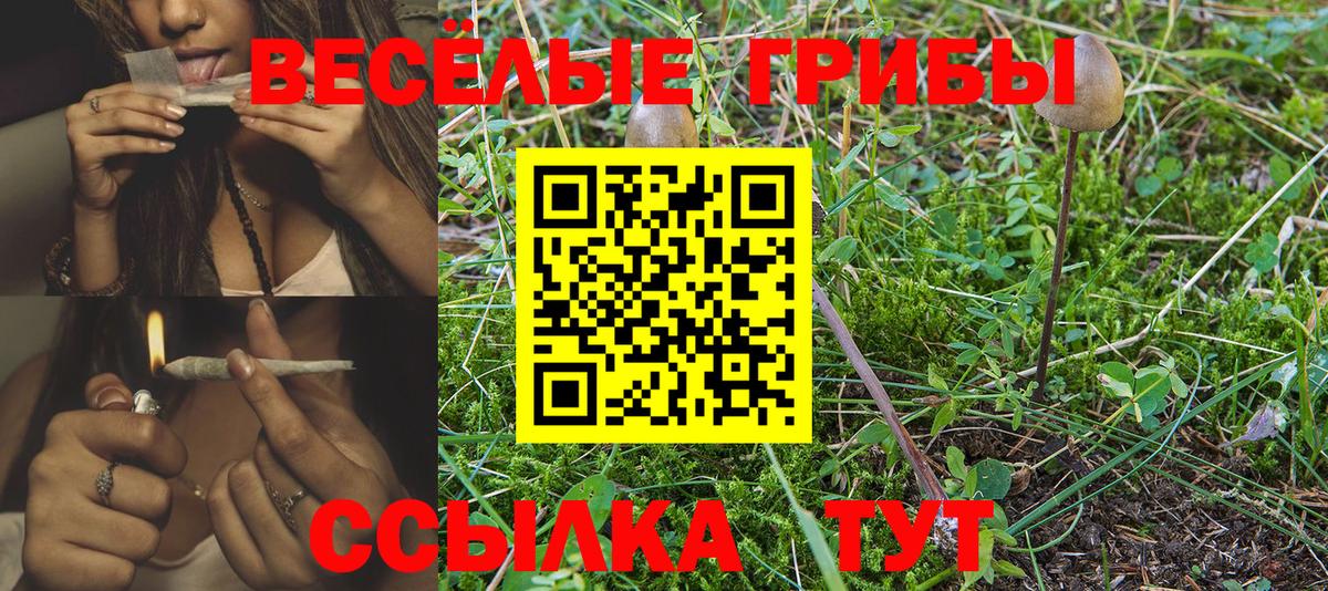 Галлюциногенные грибы Psilocybe Россия